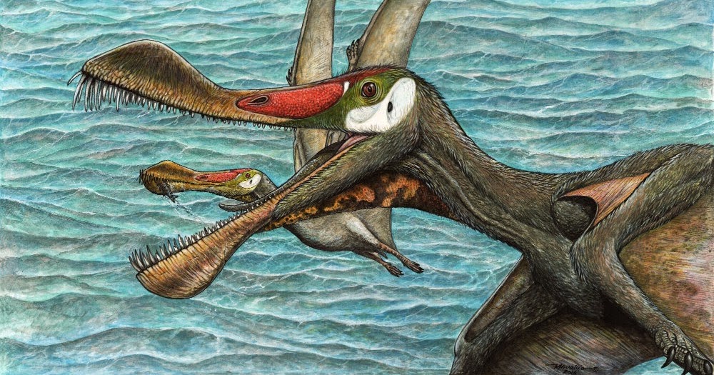 new pterosaur