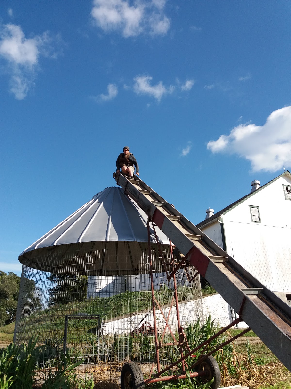 Happily married...to the cows! Filling the Corn Crib...