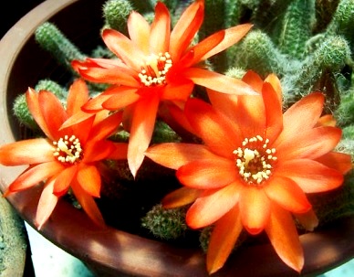Flores Foto de flores con varios pétalos en maceta