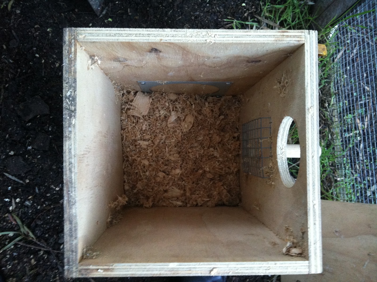 Parrot Breeding Nesting Activity Indian Ringnecked Parrot