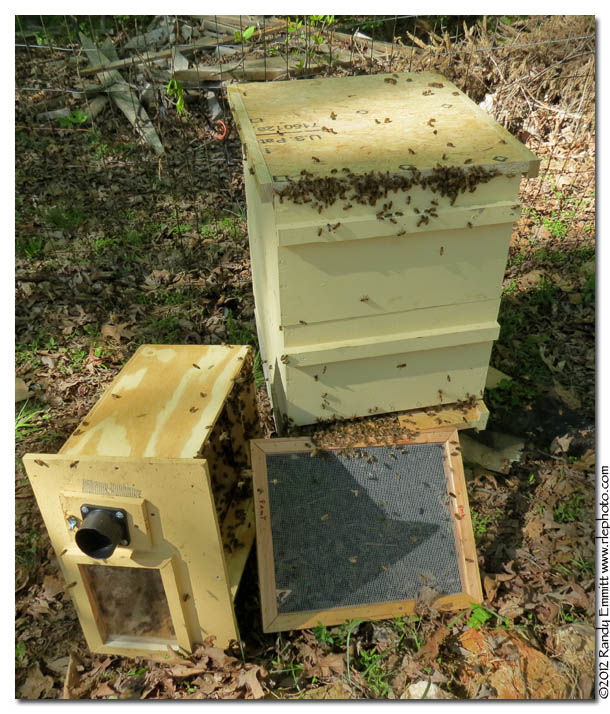 Randy & Meg's Garden Paradise: First beehive cut out today!