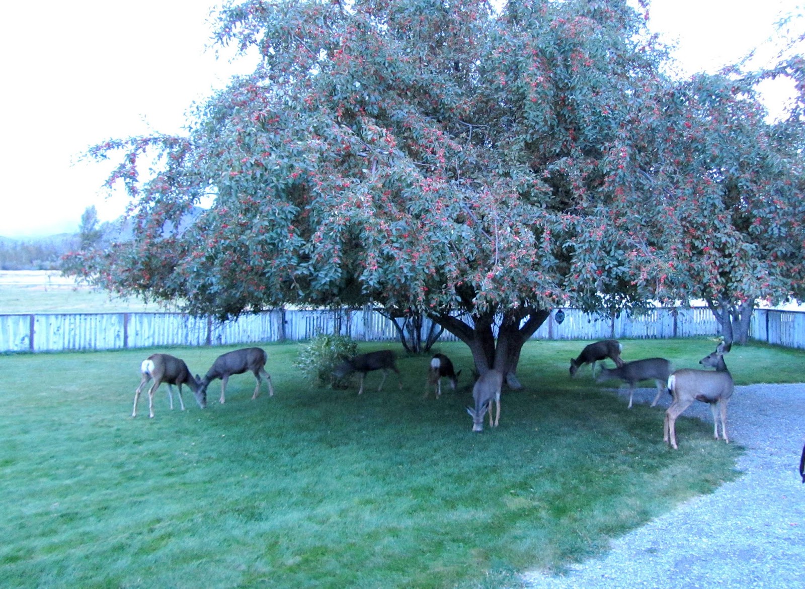 Keeping Focused Deer Picking Apples
