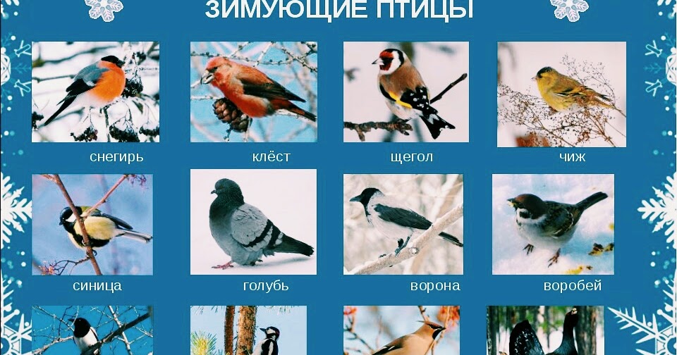 Блог Быковой С.В.: птицы