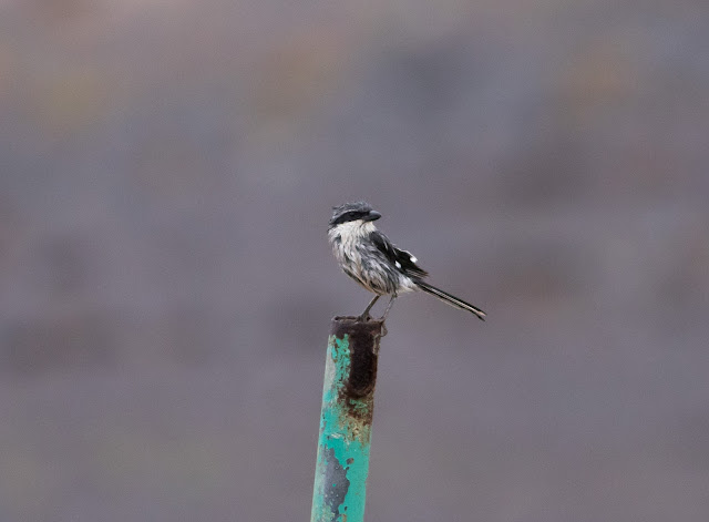 Southern Grey Shrike - Reserva de El Jarde, Fuerteventura Southern Grey Shrike - Reserva de El Jarde, Fuerteventura