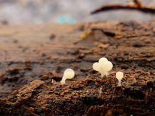 Hémitrichie non déterminée - Hemitrichia sp. Hémitrichie non déterminée - Hemitrichia sp.