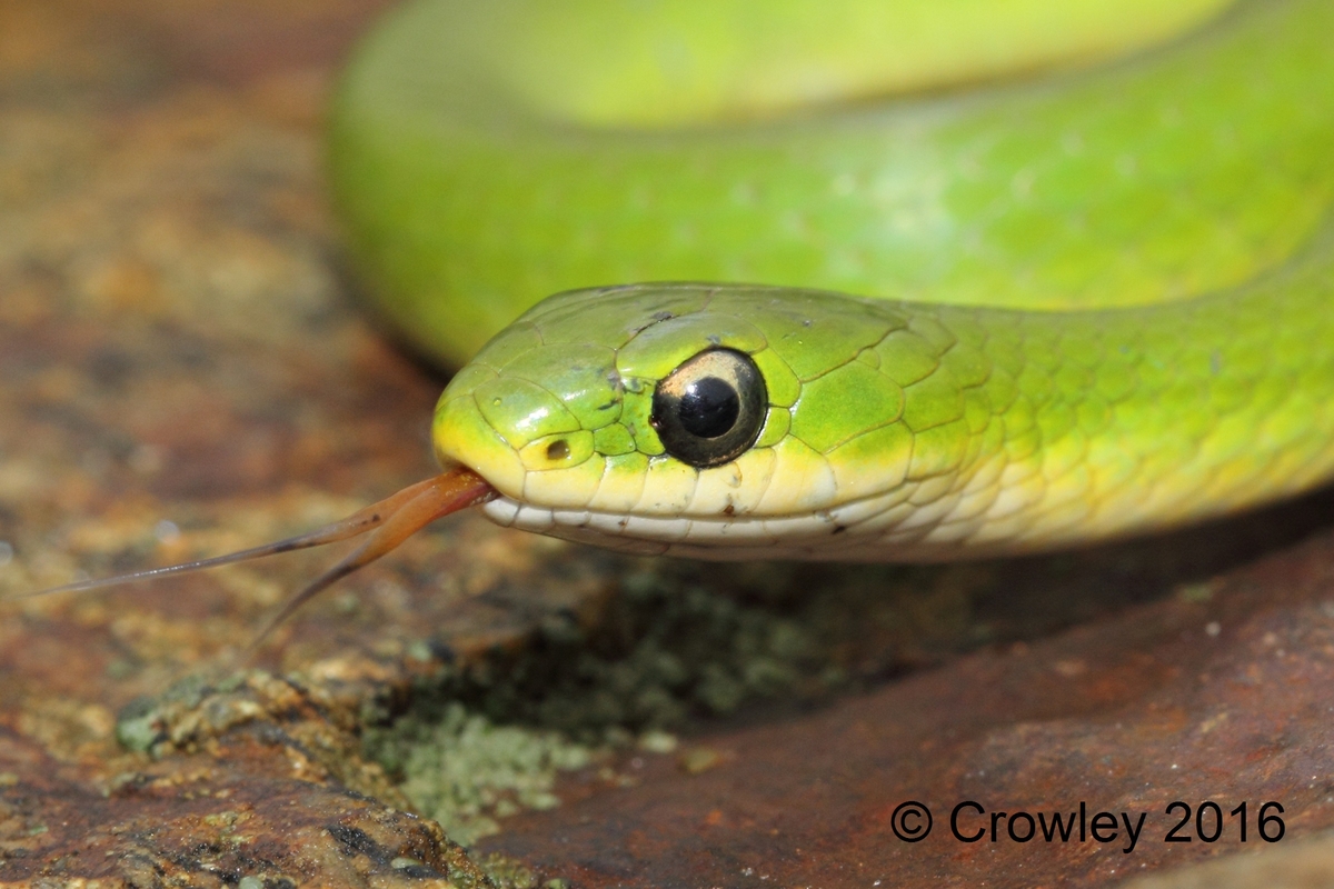 Interesting facts about Smooth green snake