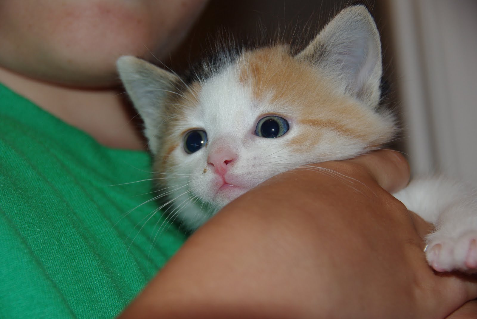 Sassy Ginger Chronicles and Chili Too Sassy Sunday 7 24 11 