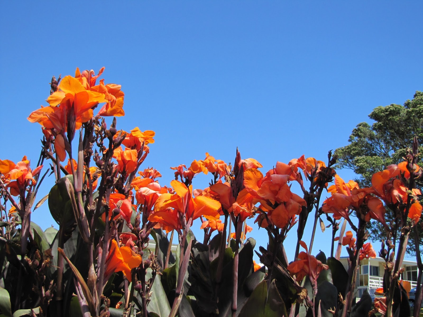 photographing New Zealand bright orange canna lilies