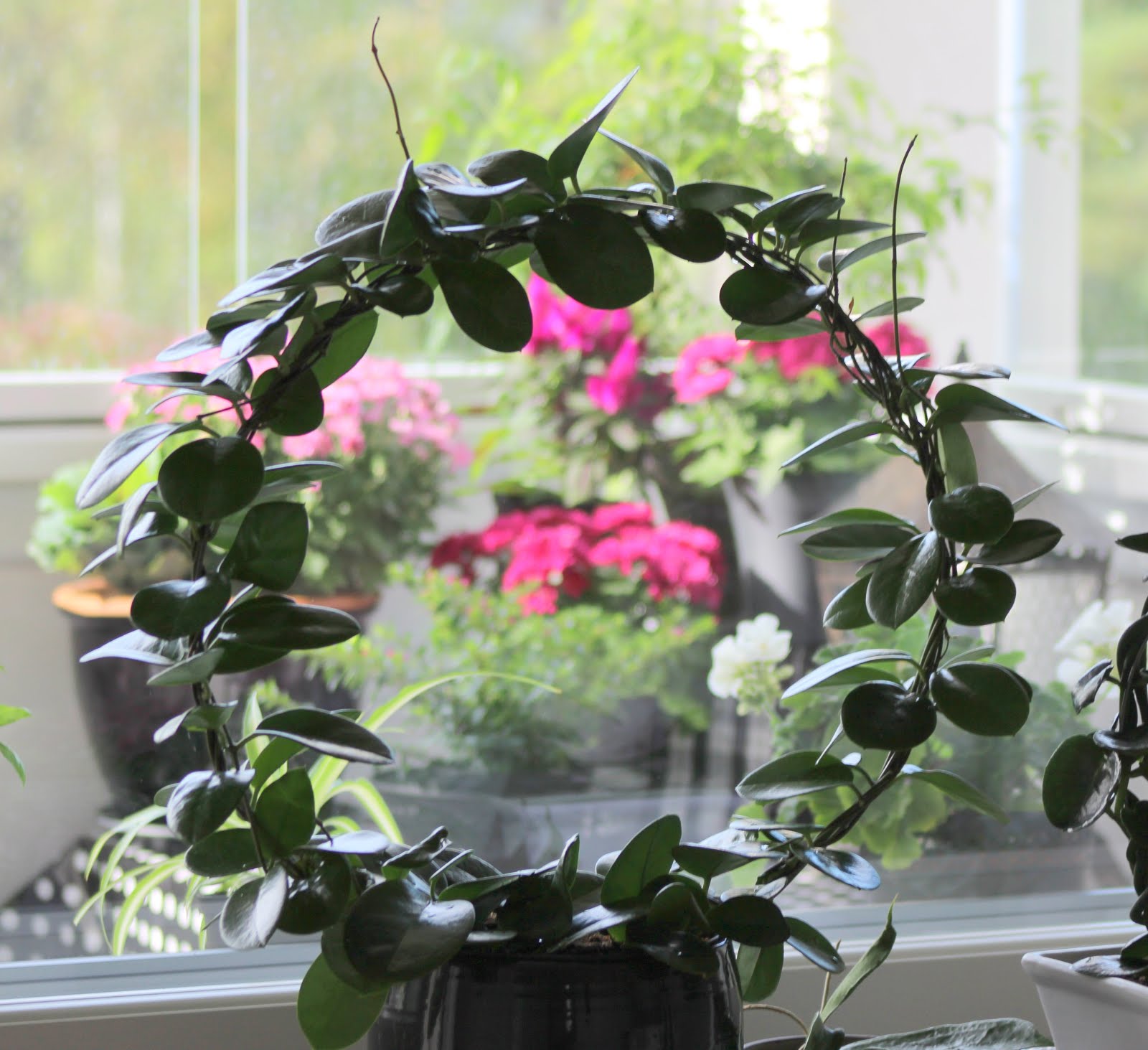 Hoyaa, Hoya! Hoya Australis