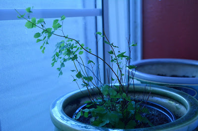 Our potted maidenhair fern after the kitties have nibbled it