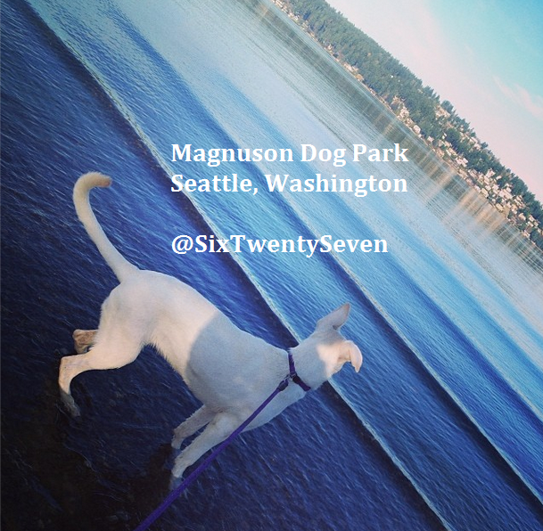 Six Twenty Seven The Best Dog Park in Seattle