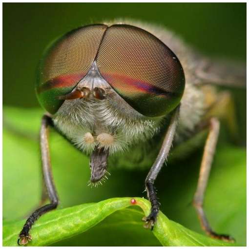 Yackers Photography Tips And Tricks Macro Photography Ideas Yackers Photography Tips And Tricks Macro Photography Ideas