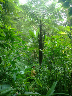 drei Meter hoher Xaxim im Atlantischen Regenwald