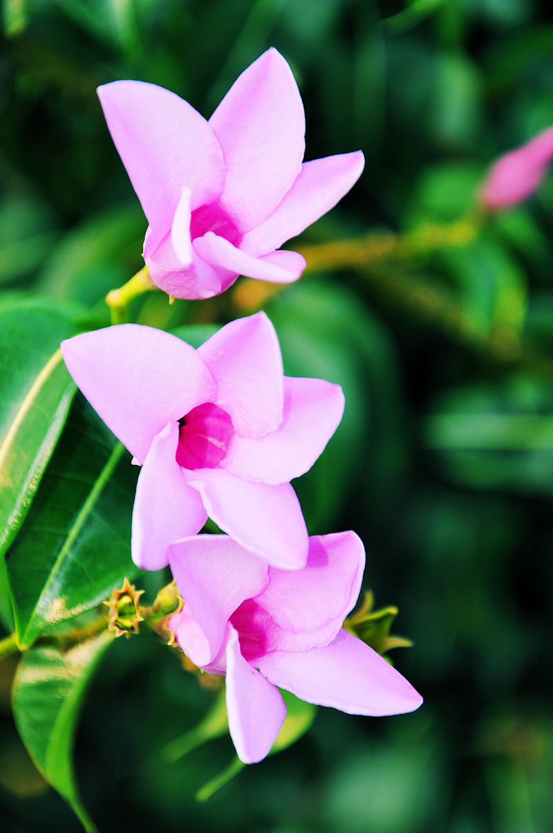 imagenes fotos flores bonitas