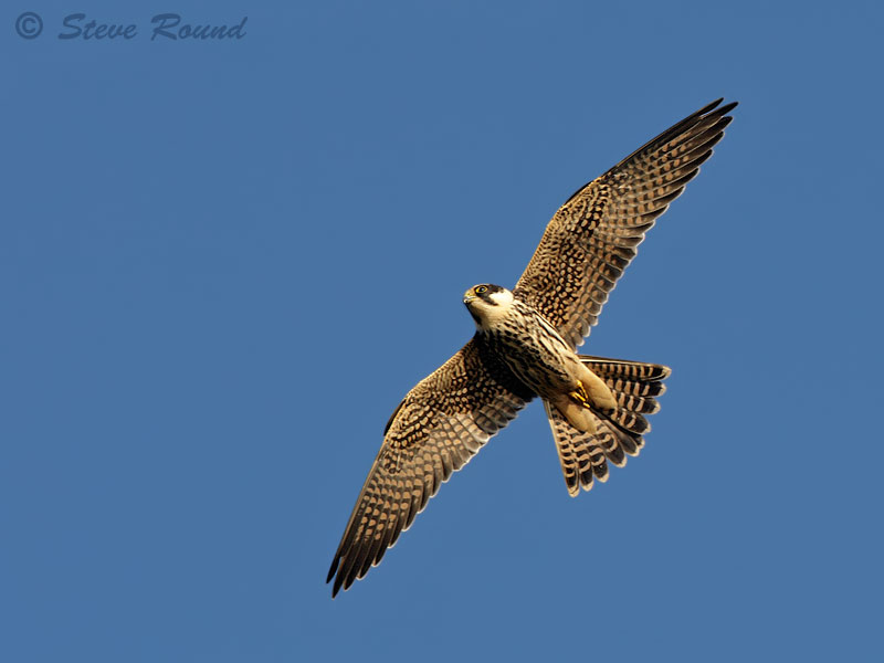 Falcon, bird, nature, wildlife