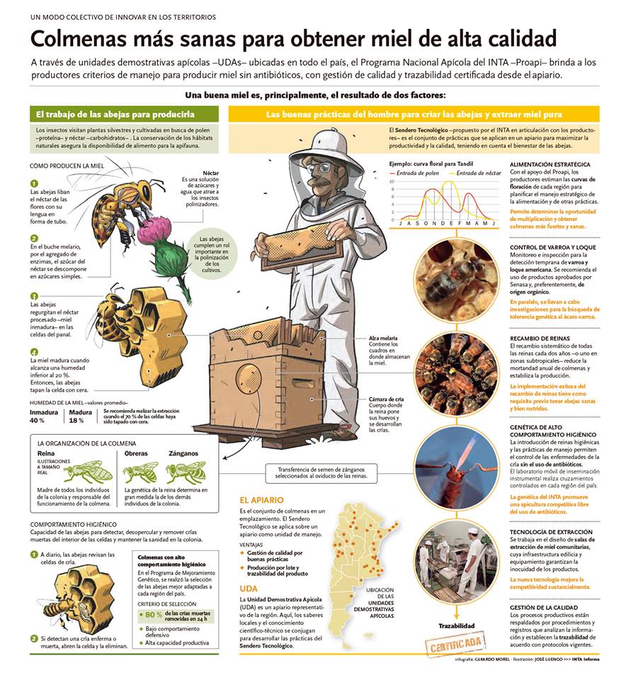 Apicultura Impresionante infografía para descargar del