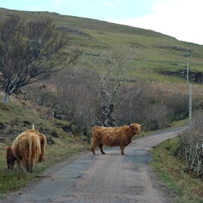 écosse highlands île mull route vache