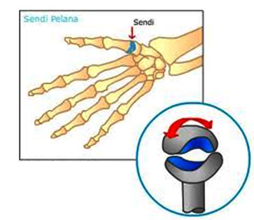 Jenis – Jenis Sendi pada Tubuh Manusia