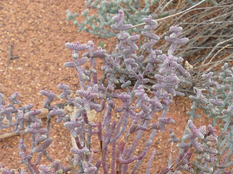 Ian Fraser, talking naturally The Great Sandy Desert 3, trees and herbs