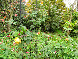 englische Rose "golden Celebration" von David Austin (c) by Joachim Wenk englische Rose "golden Celebration" von David Austin (c) by Joachim Wenk