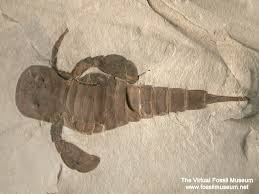 silurian invertebrata