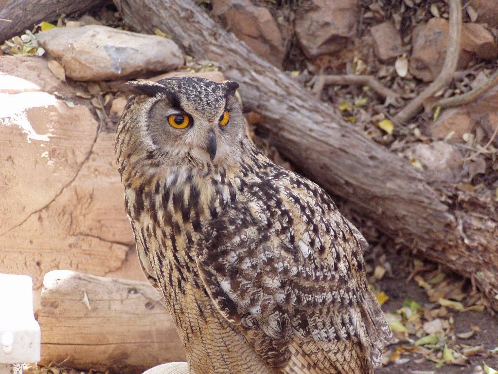 Jungle Park Tenerife Owl