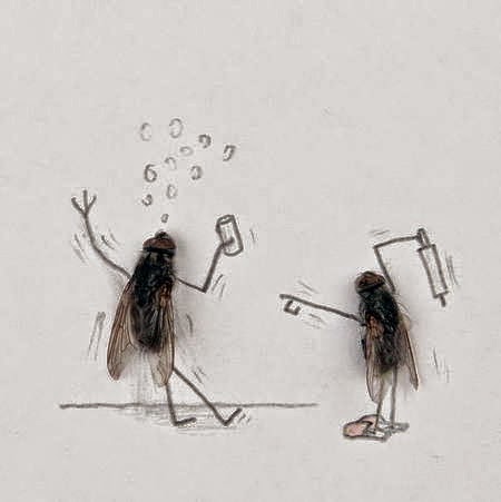Lalat Melakukan Aktivitas Seperti Manusia - Berkelahi