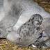 23 Heartwarming Pictures That Made Us Love Animals Even More