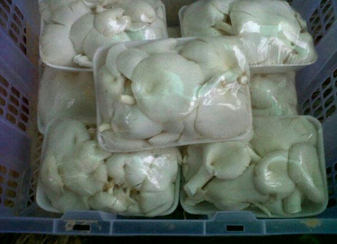 Analisa Modal dan Keuntungan Budidaya Jamur Tiram Rumahan BisikanBisnis