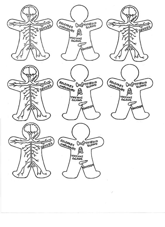 Image Result For Body Organ Image Result For Body Organ