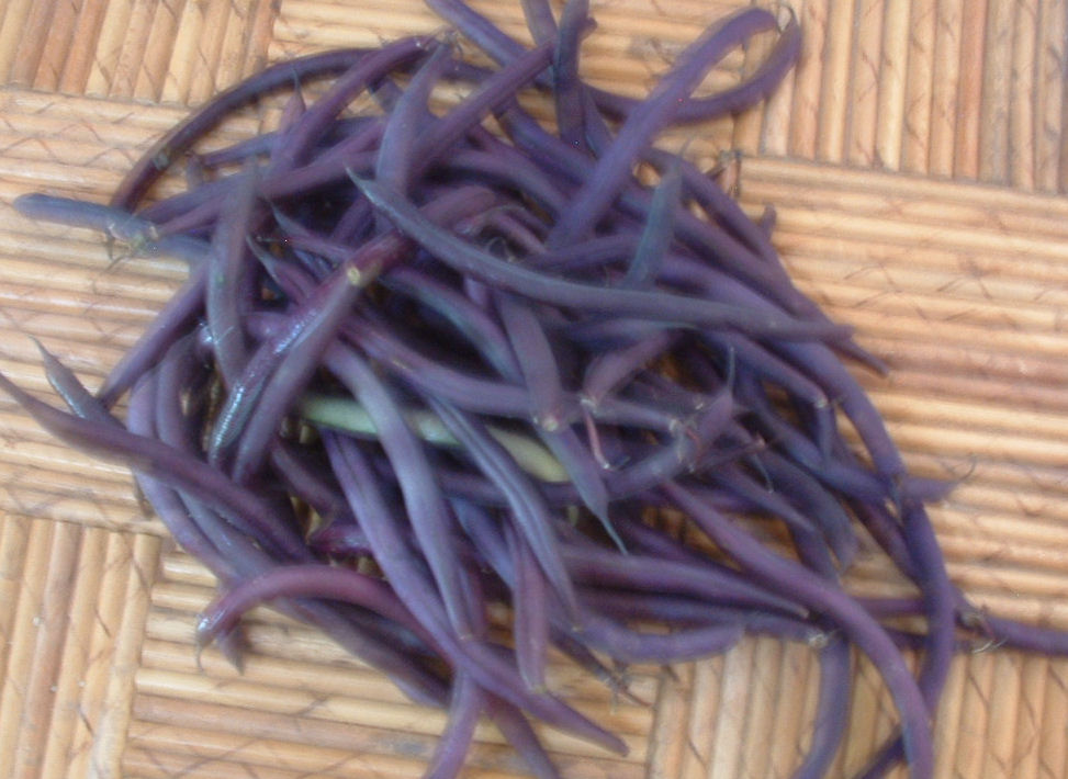 Blue Starr Gallery Purple Beans Turn Green