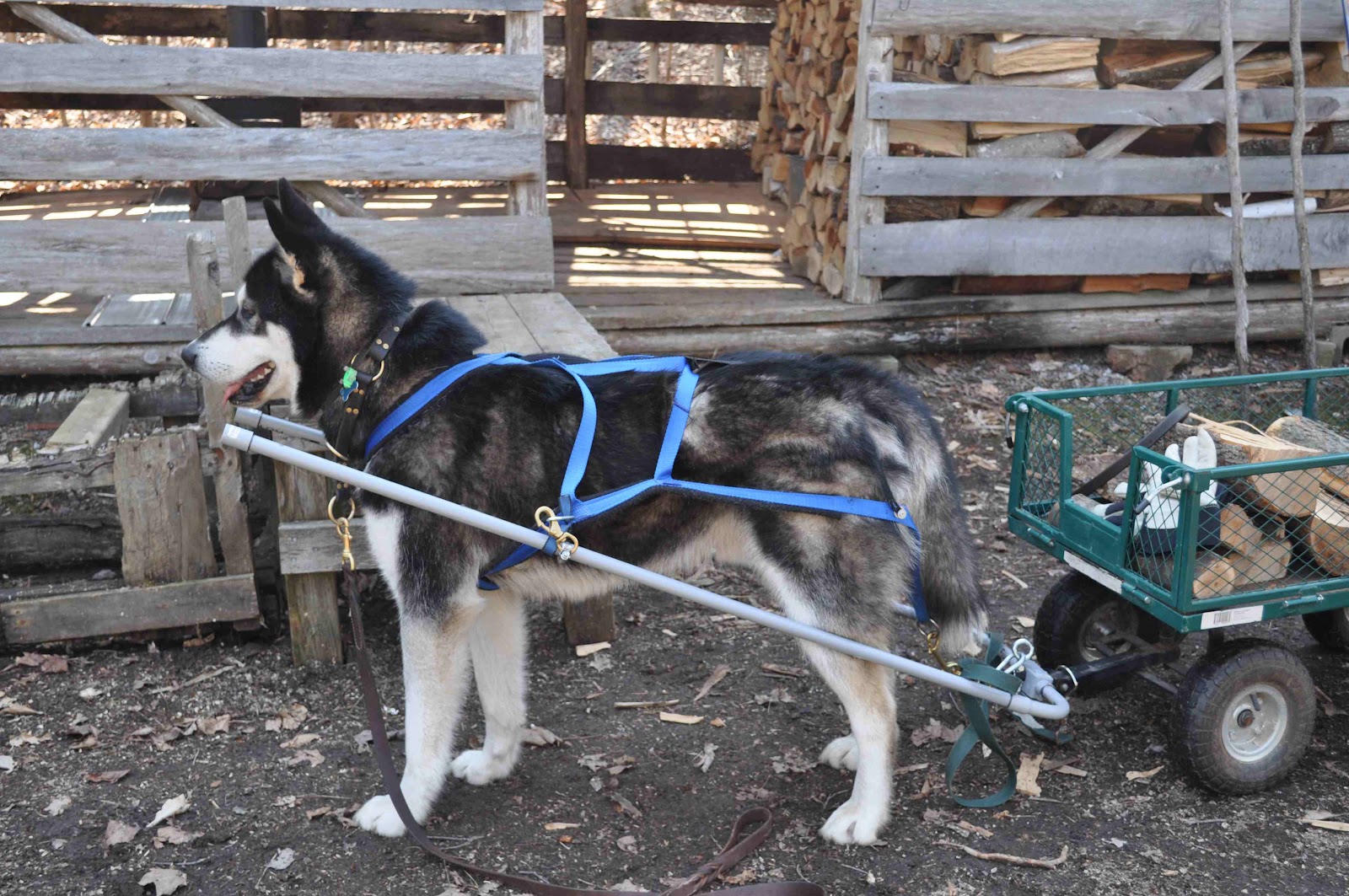 Nico's Story: March 2012