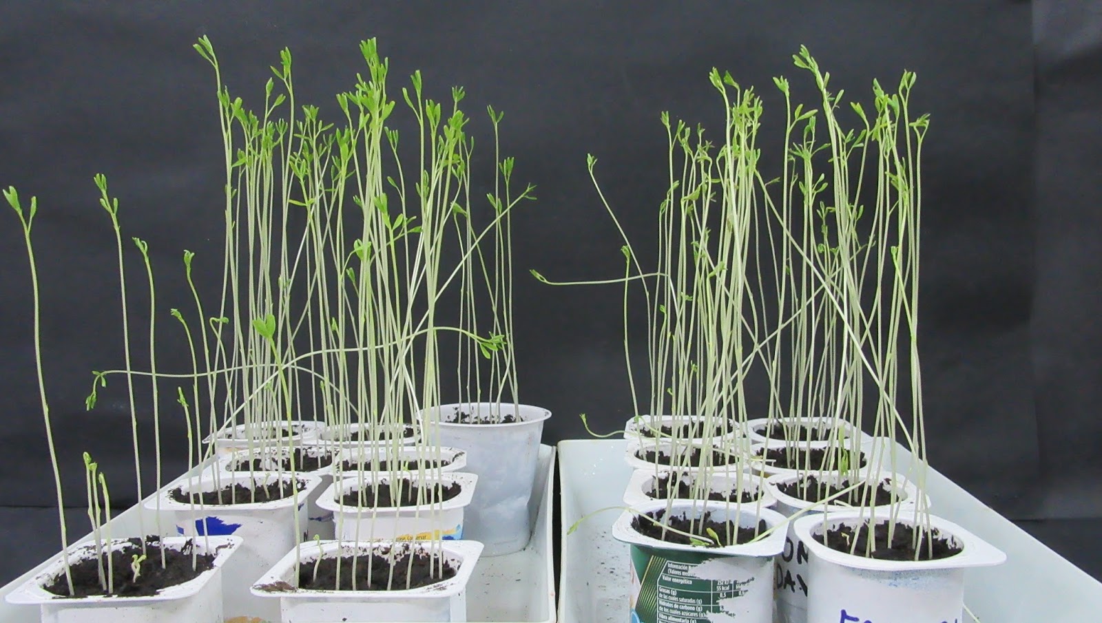 Let's talk about Science Acid rain and plants growth