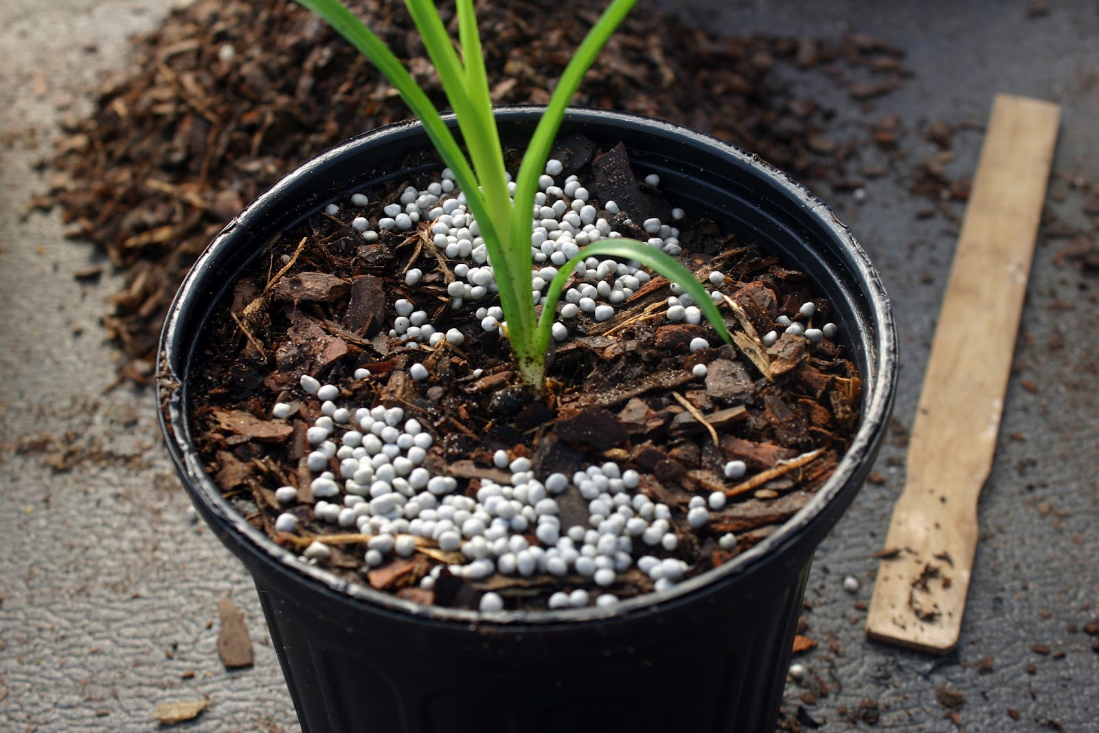 Lee's Daylily Potpourri Greenhouse blessings