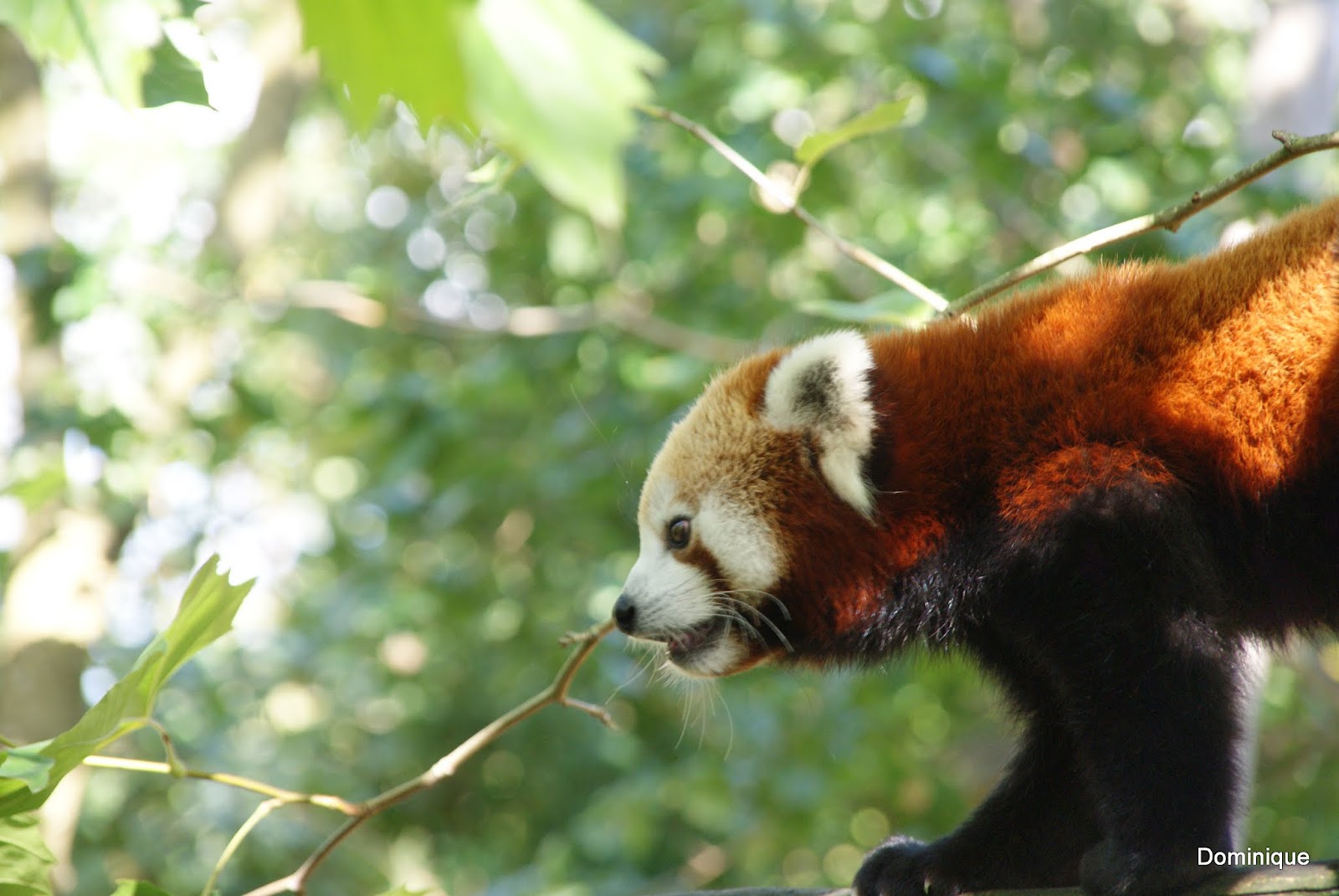 Détours de France. : Panda Roux