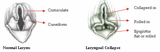 collapsing trachea expectancy brachycephalic airway surgery quakers hill veterinary hospital collapsing trachea expectancy brachycephalic airway surgery quakers hill veterinary hospital