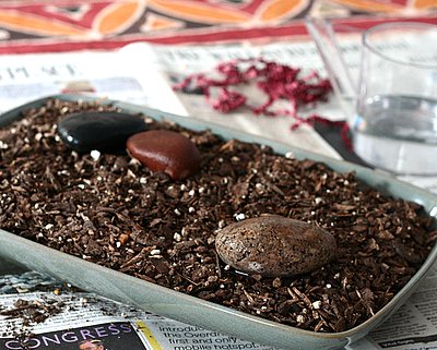 Lenten Grass, an old Finnish tradition ♥ KitchenParade.com, helping children mark the season of Lent.