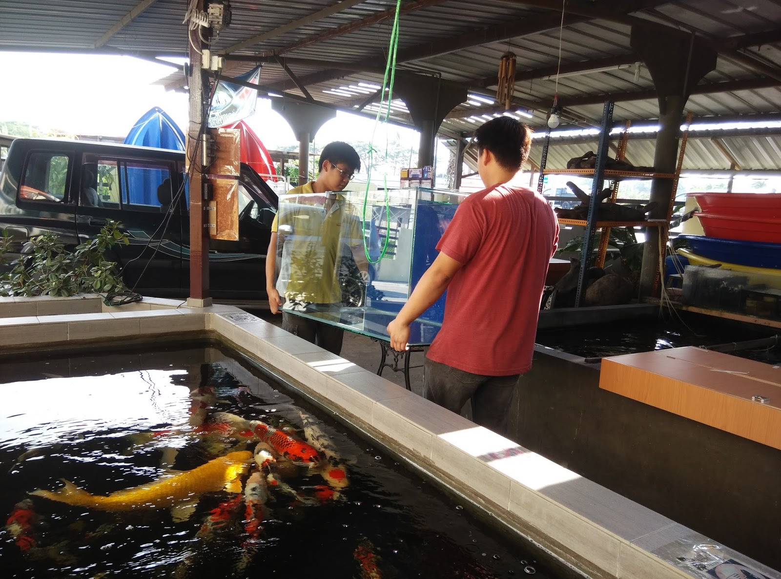 VKM Enterprise Miri Aquarium Fish Shop A Common Arowana Keeper Problem