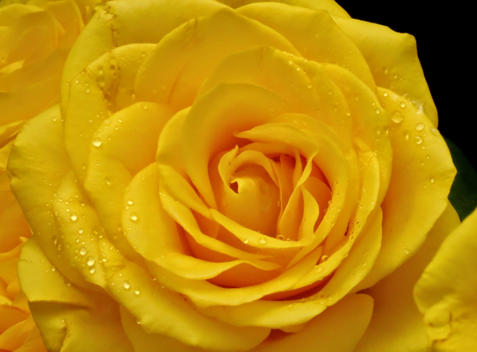 Cut Yellow Roses - Milnerton, Cape Town Photo with (non-DSLR) Canon PowerShot SX40 HS.