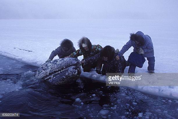 Geração Polar Portugal: Antarctida : Eight Below um filme a explorar