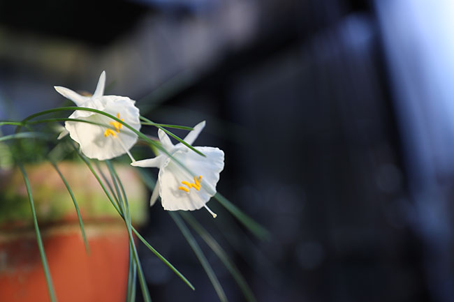 Winter Gardening Ramps Up - Book Reviews Pour In Winter Gardening Ramps Up - Book Reviews Pour In