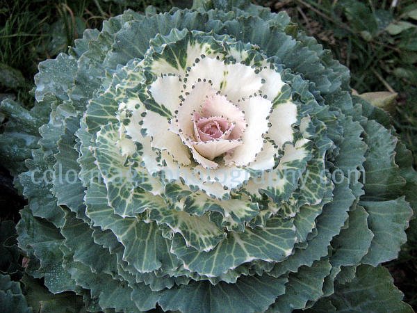Cabbage Flower Ornamental Flowering Kale Photos