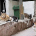 Arrestan a hombre que ¡comía gatos! en Colombia