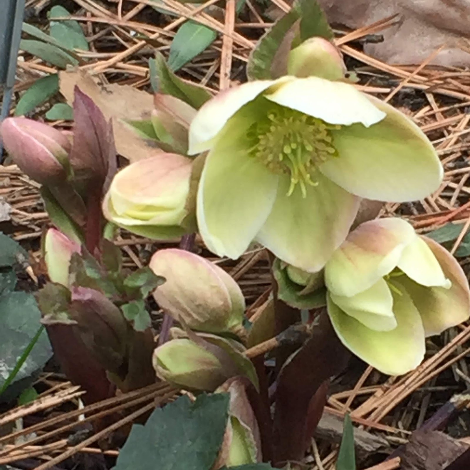 Colorado Mountain Gardener Hellebores