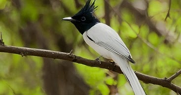 Suara Burung Seriwang Asia Tali Pocong Kicau Mabeng