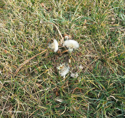dandelion with seeds, December 16, 2017 Northern Colorado dandelion with seeds, December 16, 2017 Northern Colorado