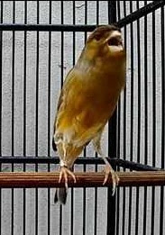 Tips Dan Cara Semoga Kenari Gacor Ngeroll Panjang Burung Muda Beng