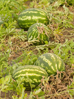 watermelons in field