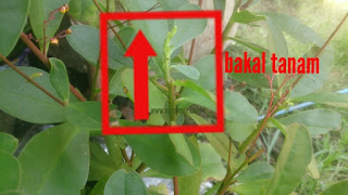 Cara menanam gingseng Jawa untuk persediaan penghoby burung lovebird dan kenari