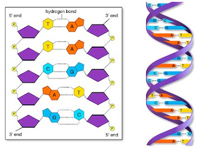 Ácidos nucleicos: DNA Ácidos nucleicos: DNA